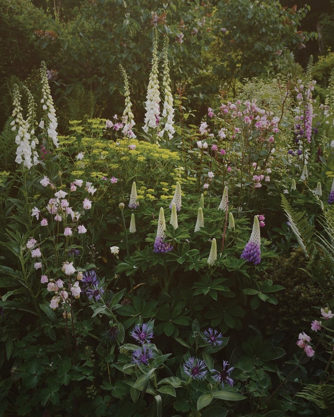 Botanisch detail uit een border